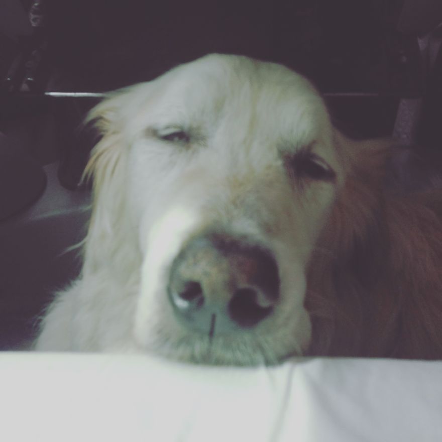 125 Old Souls Of Elderly Dogs Captured By Nancy LeVine 125 Old Souls Of Elderly Dogs Captured By Nancy LeVine