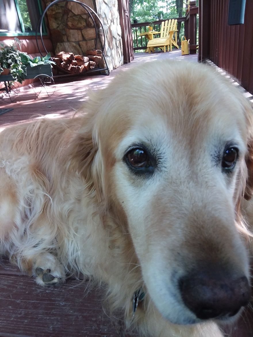 125 Old Souls Of Elderly Dogs Captured By Nancy LeVine 125 Old Souls Of Elderly Dogs Captured By Nancy LeVine