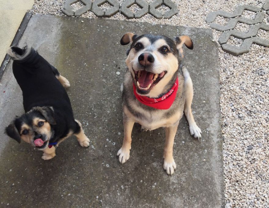 125 Old Souls Of Elderly Dogs Captured By Nancy LeVine 125 Old Souls Of Elderly Dogs Captured By Nancy LeVine