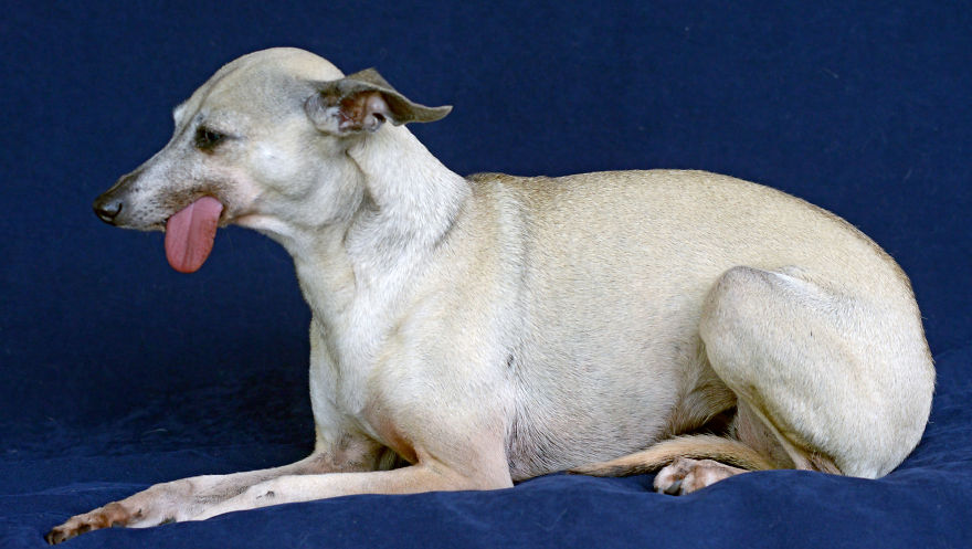 125 Old Souls Of Elderly Dogs Captured By Nancy LeVine 125 Old Souls Of Elderly Dogs Captured By Nancy LeVine