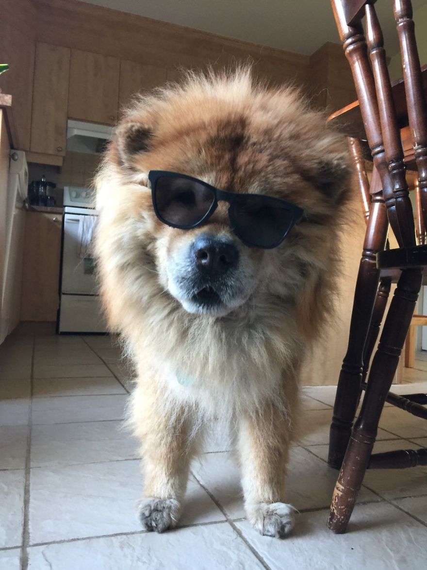 125 Old Souls Of Elderly Dogs Captured By Nancy LeVine 125 Old Souls Of Elderly Dogs Captured By Nancy LeVine