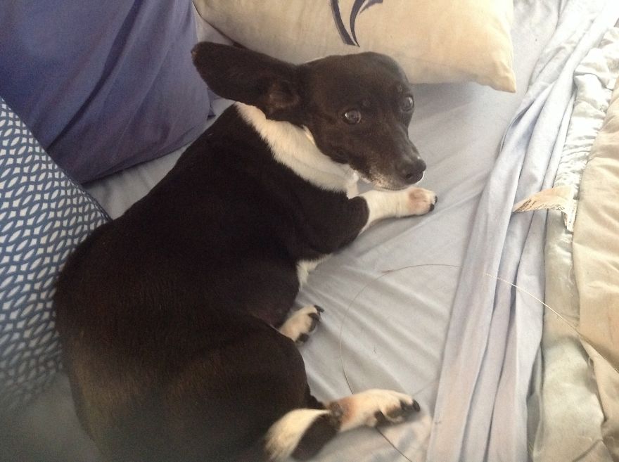 125 Old Souls Of Elderly Dogs Captured By Nancy LeVine 125 Old Souls Of Elderly Dogs Captured By Nancy LeVine