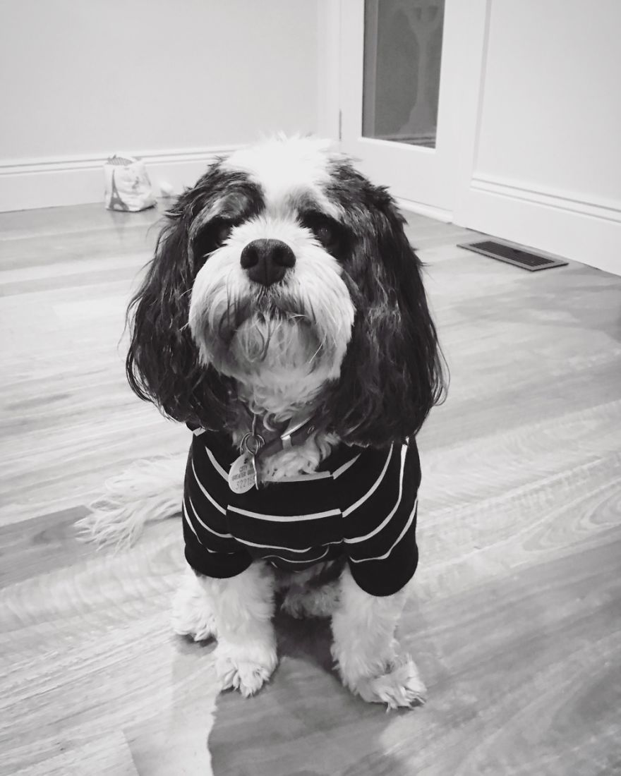 125 Old Souls Of Elderly Dogs Captured By Nancy LeVine 125 Old Souls Of Elderly Dogs Captured By Nancy LeVine