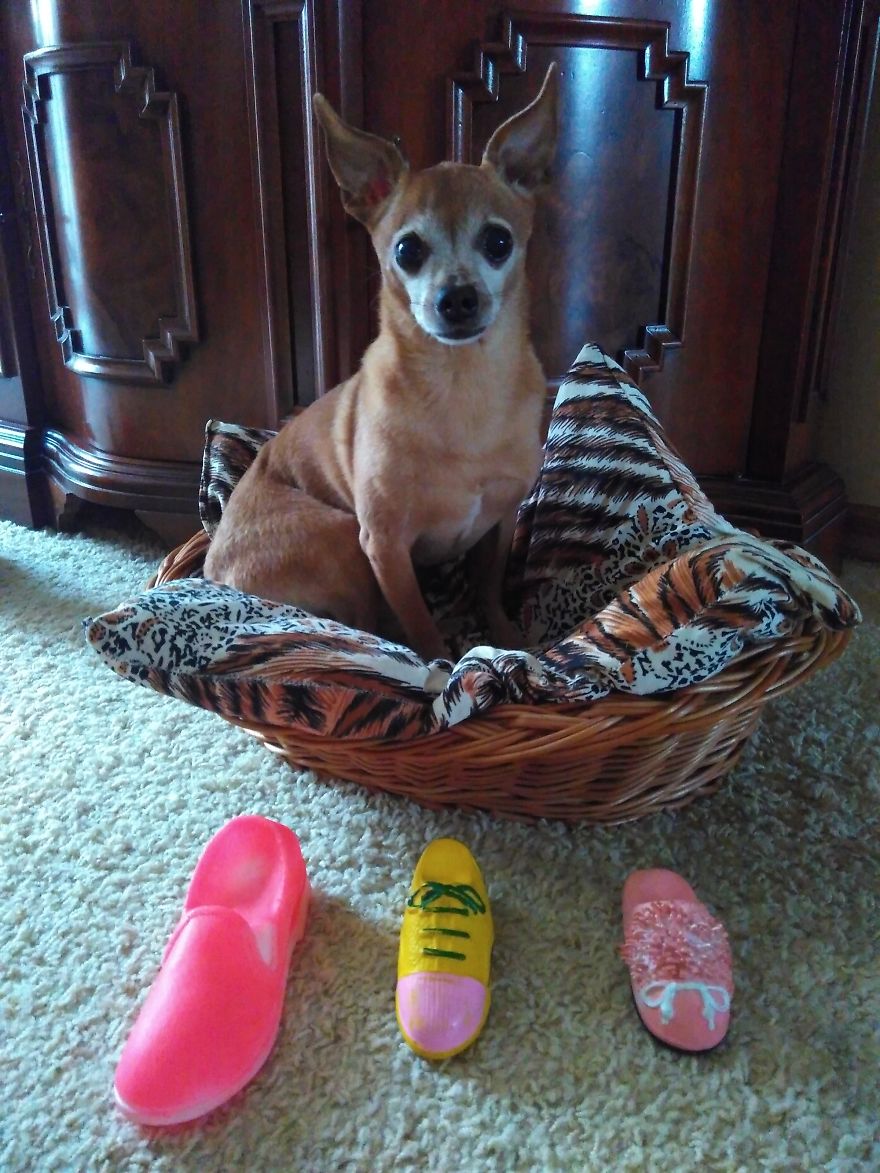 125 Old Souls Of Elderly Dogs Captured By Nancy LeVine 125 Old Souls Of Elderly Dogs Captured By Nancy LeVine
