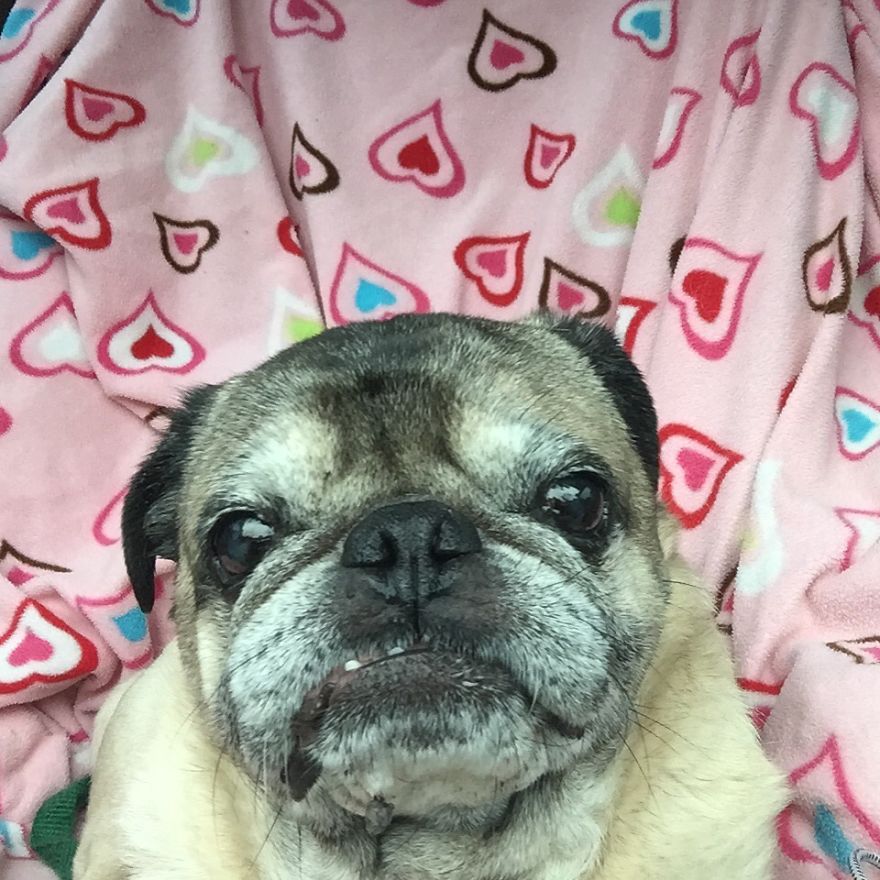 125 Old Souls Of Elderly Dogs Captured By Nancy LeVine 125 Old Souls Of Elderly Dogs Captured By Nancy LeVine