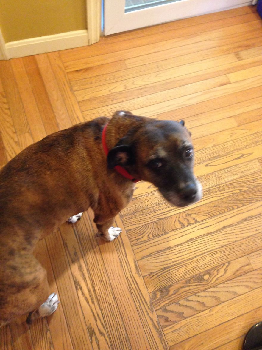 125 Old Souls Of Elderly Dogs Captured By Nancy LeVine 125 Old Souls Of Elderly Dogs Captured By Nancy LeVine