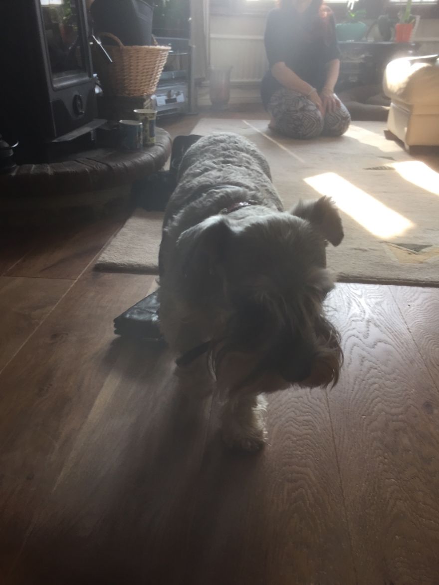 125 Old Souls Of Elderly Dogs Captured By Nancy LeVine 125 Old Souls Of Elderly Dogs Captured By Nancy LeVine