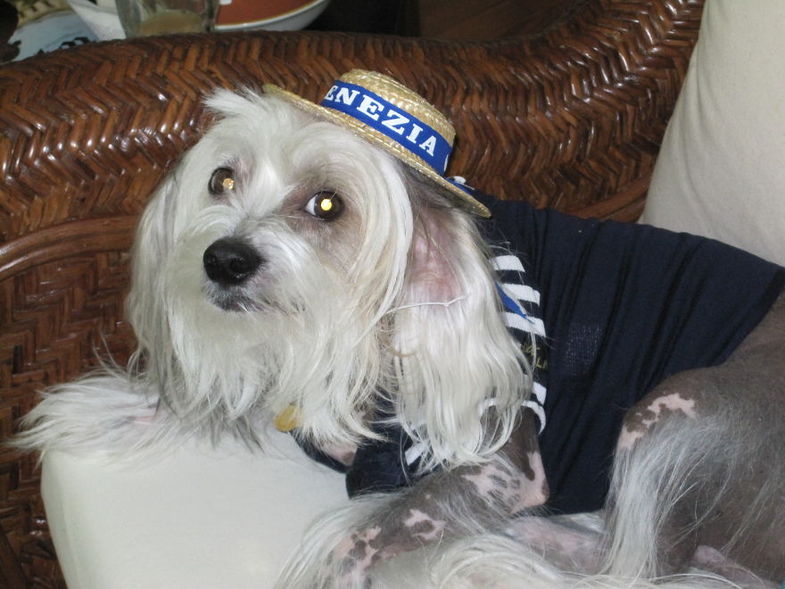 125 Old Souls Of Elderly Dogs Captured By Nancy LeVine 125 Old Souls Of Elderly Dogs Captured By Nancy LeVine