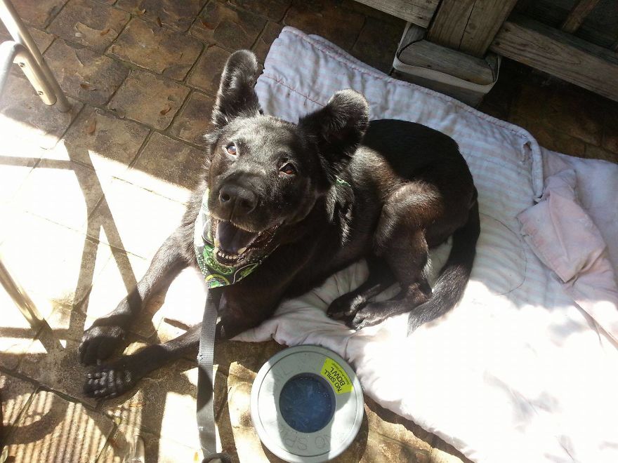 125 Old Souls Of Elderly Dogs Captured By Nancy LeVine 125 Old Souls Of Elderly Dogs Captured By Nancy LeVine