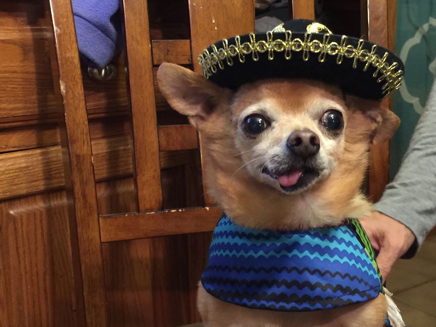 125 Old Souls Of Elderly Dogs Captured By Nancy LeVine 125 Old Souls Of Elderly Dogs Captured By Nancy LeVine