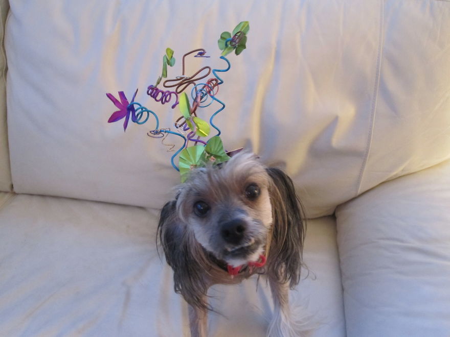 125 Old Souls Of Elderly Dogs Captured By Nancy LeVine 125 Old Souls Of Elderly Dogs Captured By Nancy LeVine