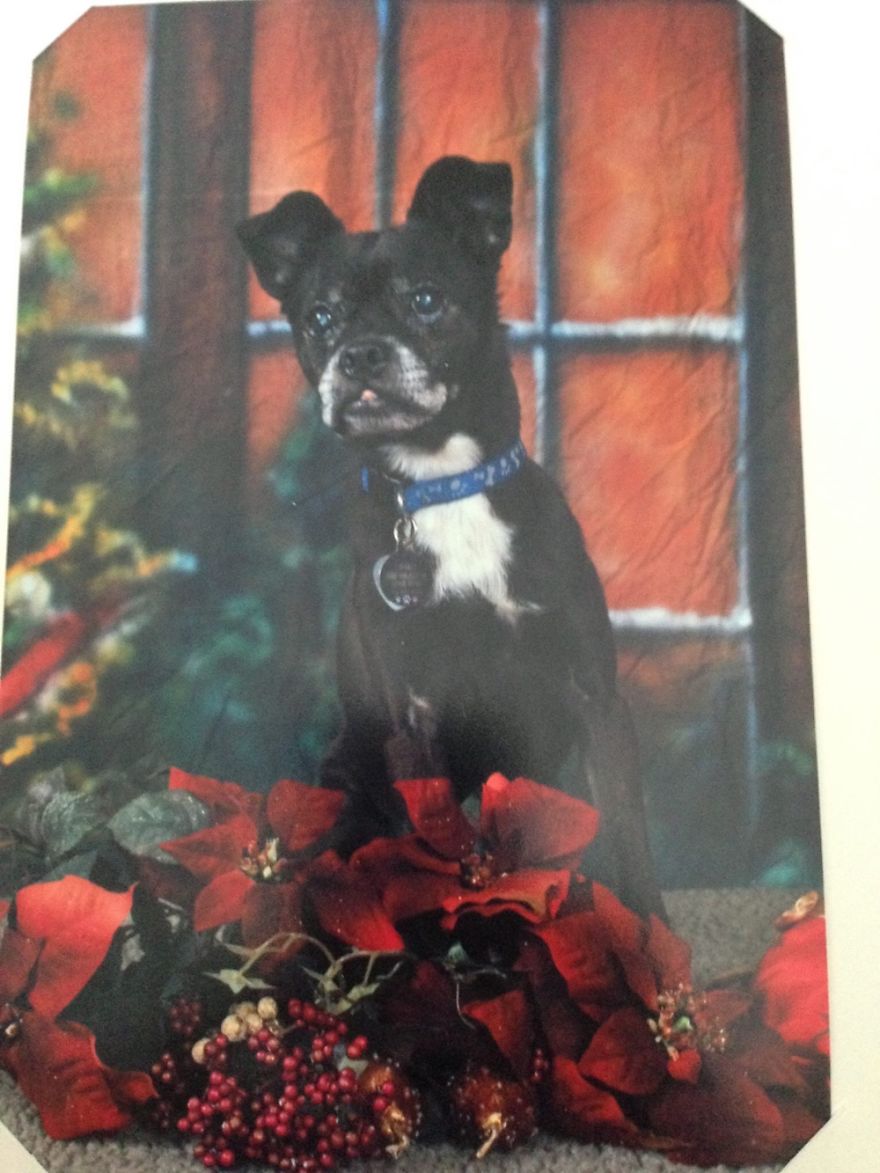 125 Old Souls Of Elderly Dogs Captured By Nancy LeVine 125 Old Souls Of Elderly Dogs Captured By Nancy LeVine