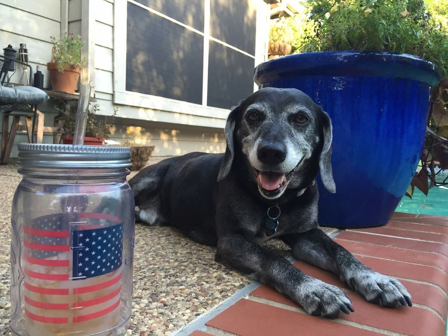 125 Old Souls Of Elderly Dogs Captured By Nancy LeVine 125 Old Souls Of Elderly Dogs Captured By Nancy LeVine