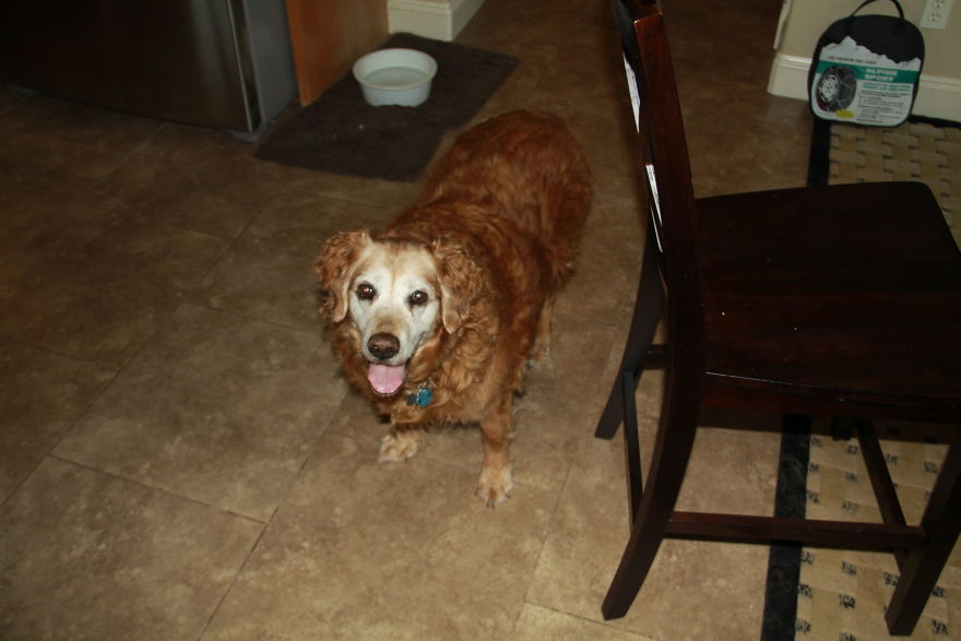 125 Old Souls Of Elderly Dogs Captured By Nancy LeVine 125 Old Souls Of Elderly Dogs Captured By Nancy LeVine