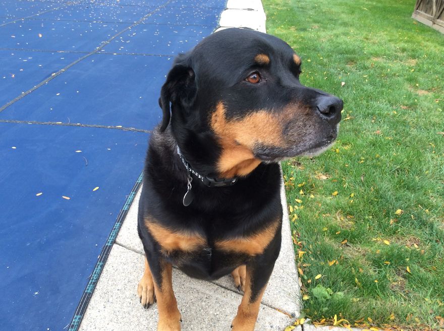 125 Old Souls Of Elderly Dogs Captured By Nancy LeVine 125 Old Souls Of Elderly Dogs Captured By Nancy LeVine