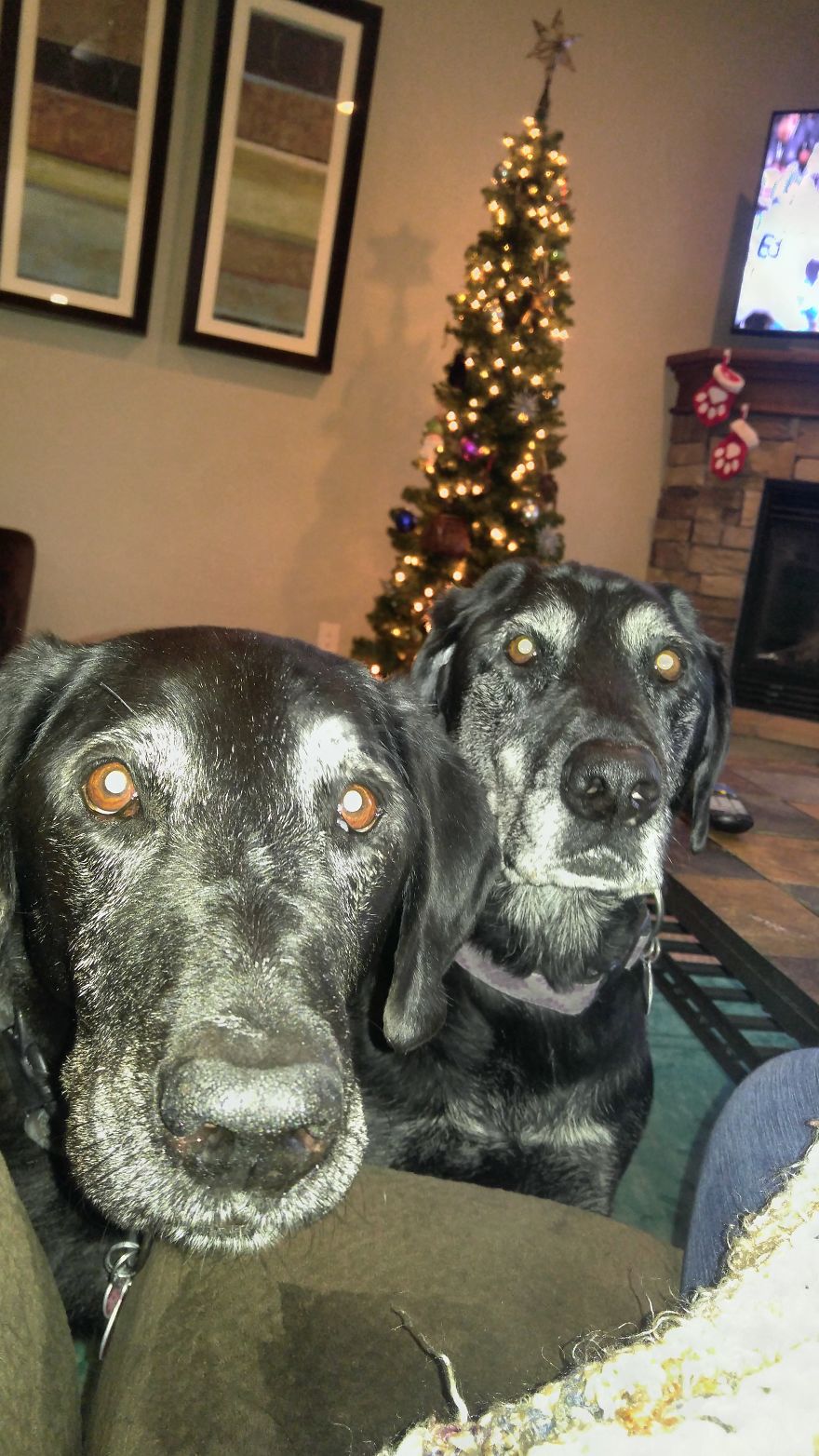 125 Old Souls Of Elderly Dogs Captured By Nancy LeVine 125 Old Souls Of Elderly Dogs Captured By Nancy LeVine