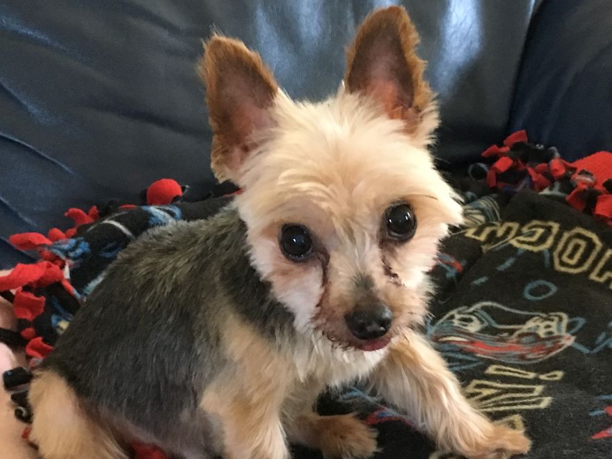 125 Old Souls Of Elderly Dogs Captured By Nancy LeVine 125 Old Souls Of Elderly Dogs Captured By Nancy LeVine