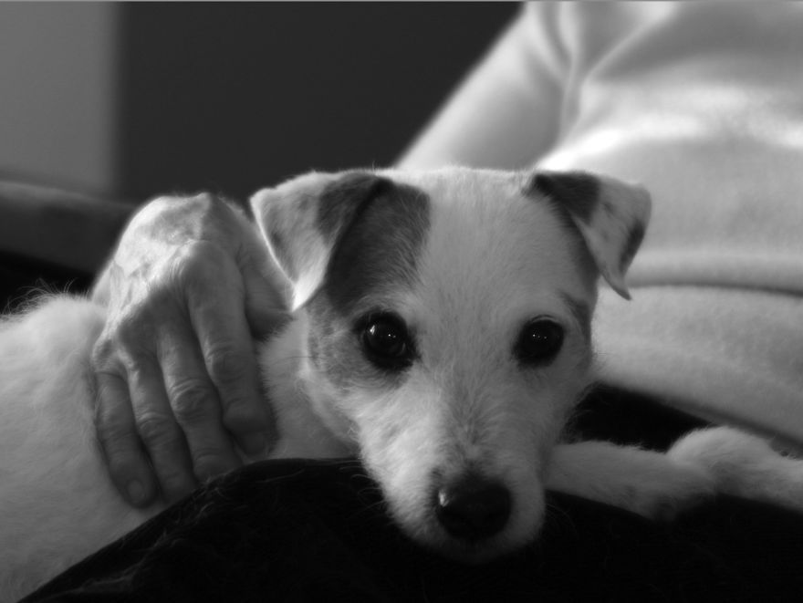 125 Old Souls Of Elderly Dogs Captured By Nancy LeVine 125 Old Souls Of Elderly Dogs Captured By Nancy LeVine