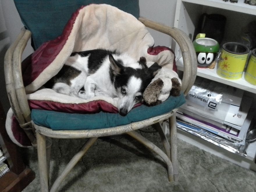 125 Old Souls Of Elderly Dogs Captured By Nancy LeVine 125 Old Souls Of Elderly Dogs Captured By Nancy LeVine