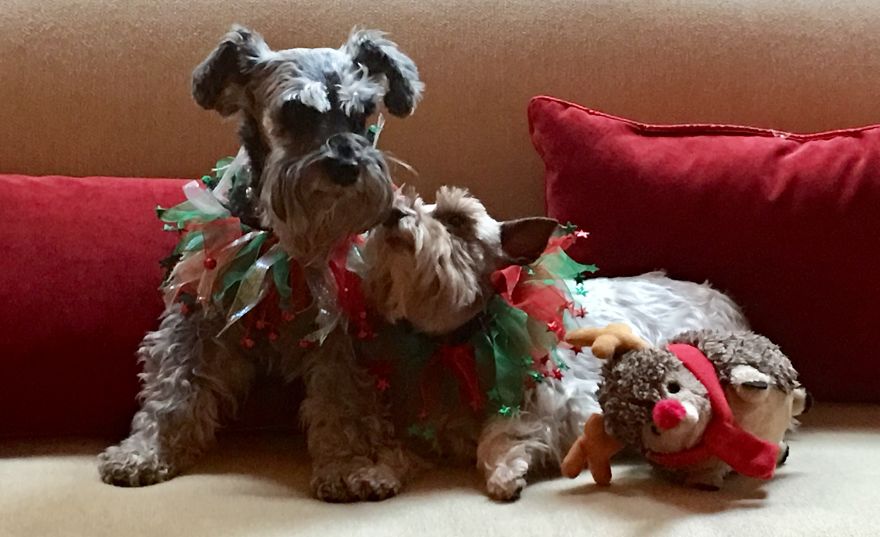 125 Old Souls Of Elderly Dogs Captured By Nancy LeVine 125 Old Souls Of Elderly Dogs Captured By Nancy LeVine