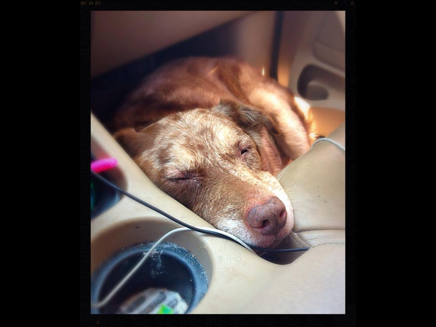 125 Old Souls Of Elderly Dogs Captured By Nancy LeVine 125 Old Souls Of Elderly Dogs Captured By Nancy LeVine