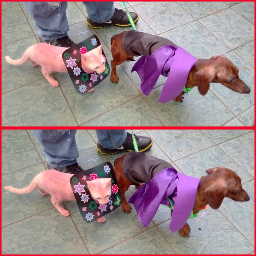 125 Old Souls Of Elderly Dogs Captured By Nancy LeVine 125 Old Souls Of Elderly Dogs Captured By Nancy LeVine