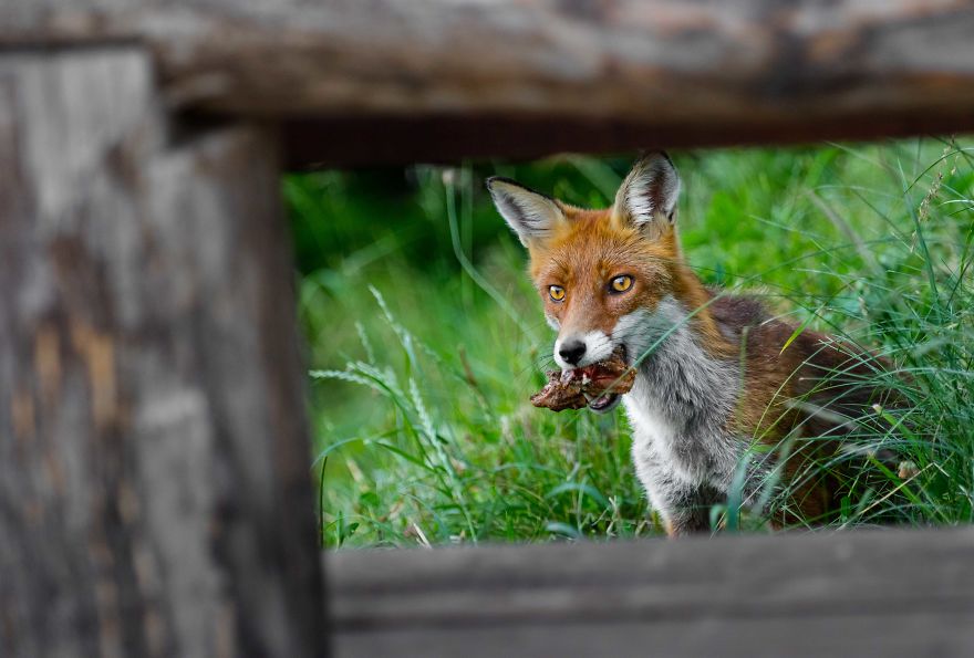 Man Feeds A Fox Every Day For A Year Man Feeds A Fox Every Day For A Year