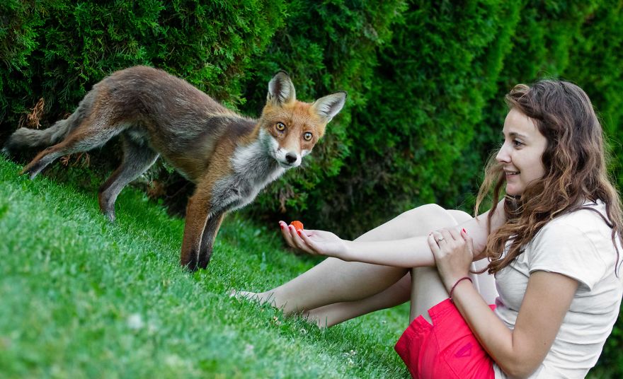 Man Feeds A Fox Every Day For A Year Man Feeds A Fox Every Day For A Year