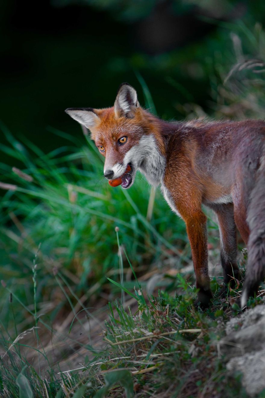 Man Feeds A Fox Every Day For A Year Man Feeds A Fox Every Day For A Year