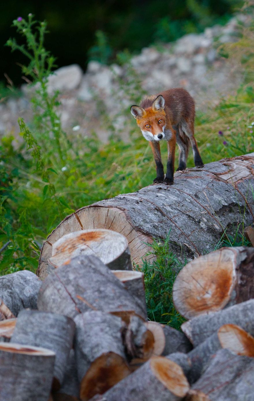 Man Feeds A Fox Every Day For A Year Man Feeds A Fox Every Day For A Year