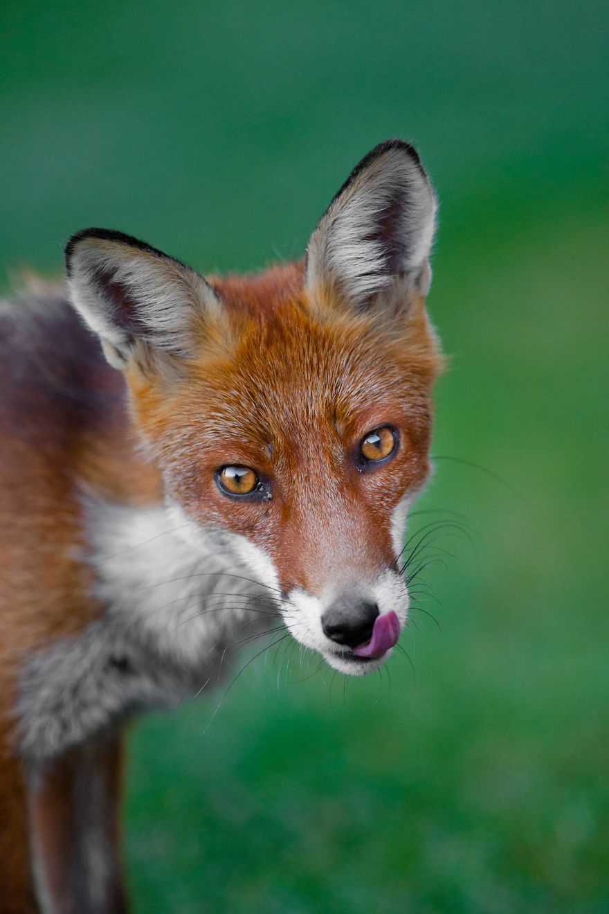 Man Feeds A Fox Every Day For A Year Man Feeds A Fox Every Day For A Year