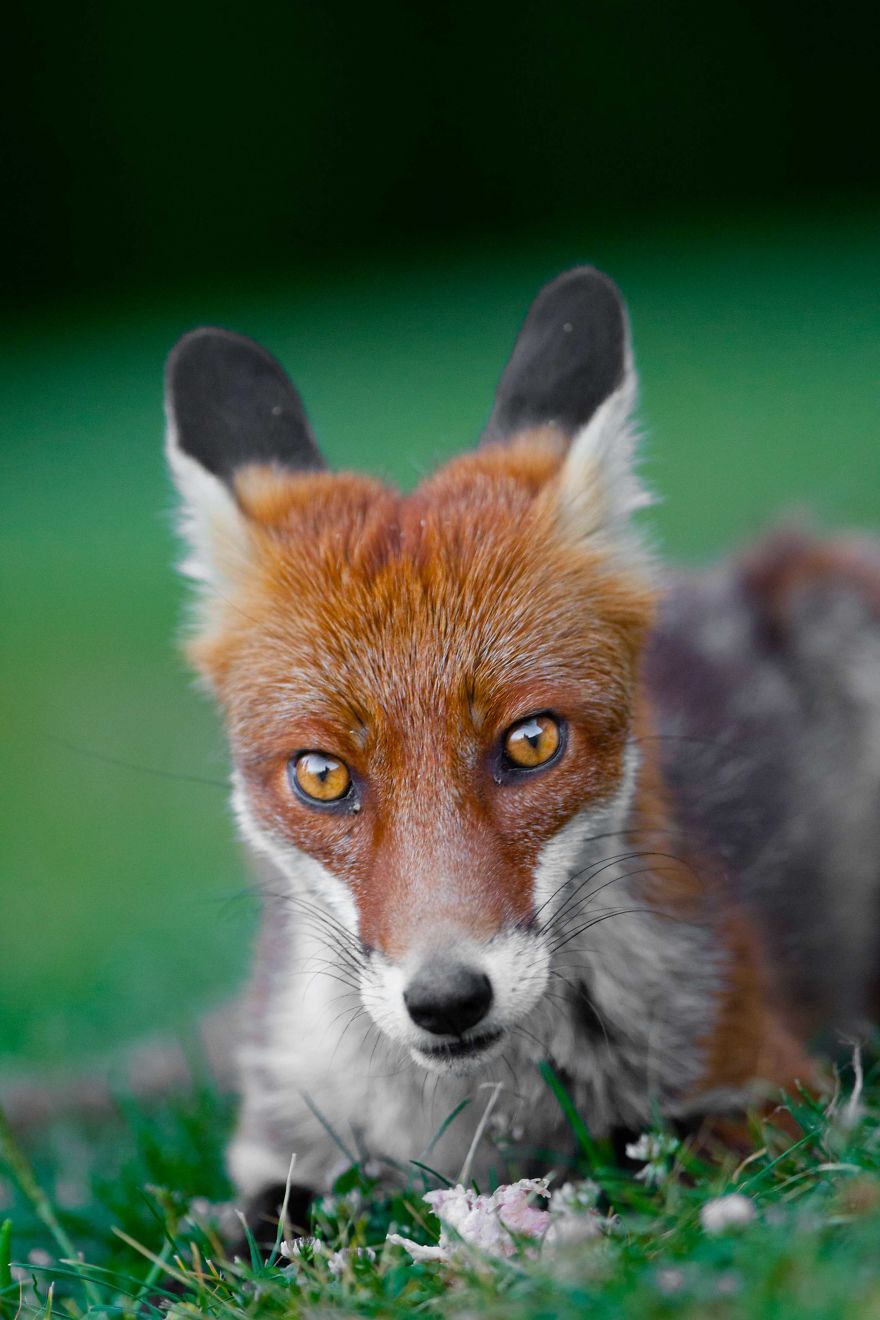 Man Feeds A Fox Every Day For A Year Man Feeds A Fox Every Day For A Year
