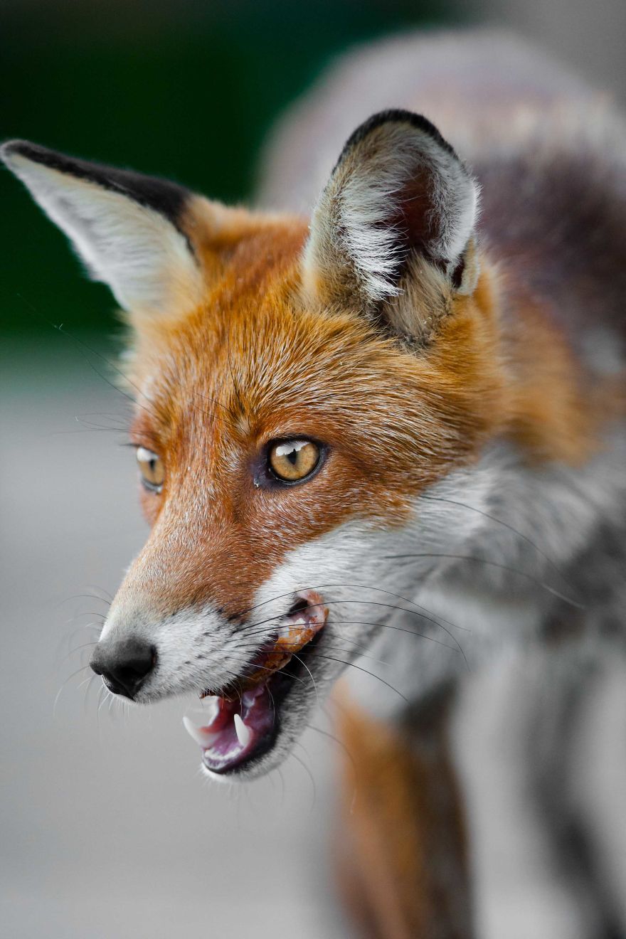 Man Feeds A Fox Every Day For A Year Man Feeds A Fox Every Day For A Year
