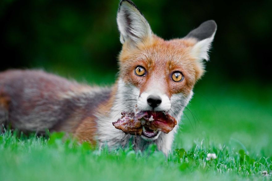 Man Feeds A Fox Every Day For A Year Man Feeds A Fox Every Day For A Year