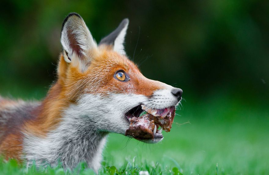 Man Feeds A Fox Every Day For A Year Man Feeds A Fox Every Day For A Year