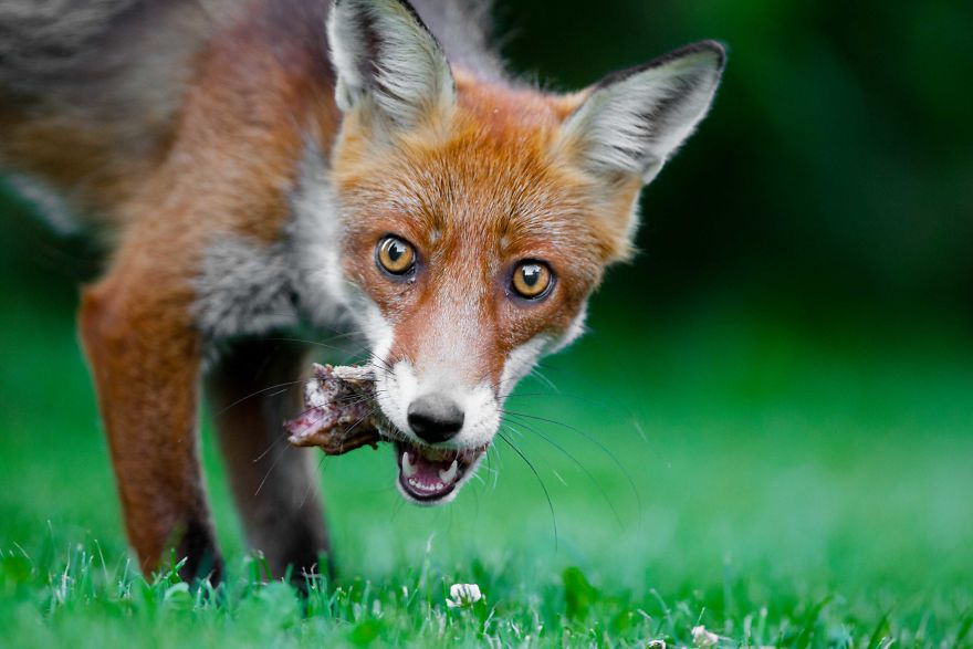 Man Feeds A Fox Every Day For A Year Man Feeds A Fox Every Day For A Year