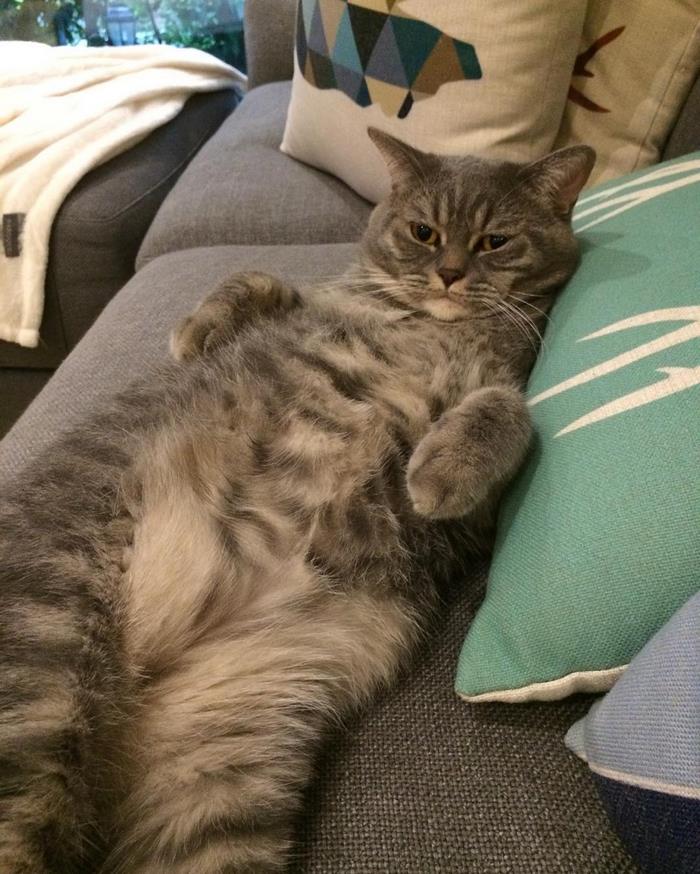 Fat Dad Cat Kept Eating More Than His Share, So His Owners Came Up With A Genius Solution Fat Dad Cat Kept Eating More Than His Share, So His Owners Came Up With A Genius Solution