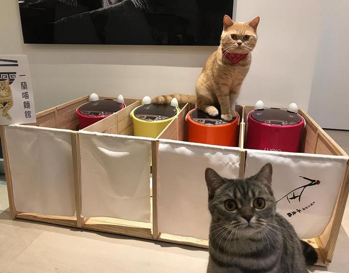 Fat Dad Cat Kept Eating More Than His Share, So His Owners Came Up With A Genius Solution Fat Dad Cat Kept Eating More Than His Share, So His Owners Came Up With A Genius Solution