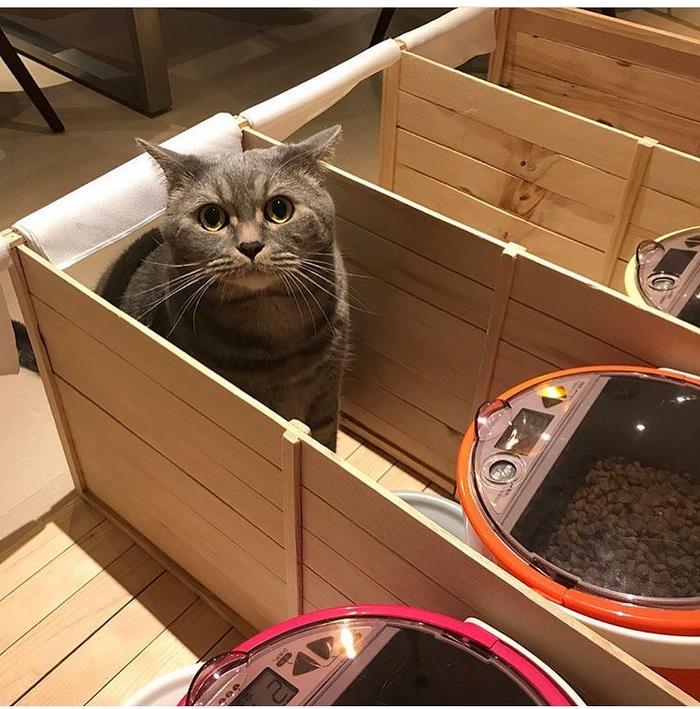 Fat Dad Cat Kept Eating More Than His Share, So His Owners Came Up With A Genius Solution Fat Dad Cat Kept Eating More Than His Share, So His Owners Came Up With A Genius Solution
