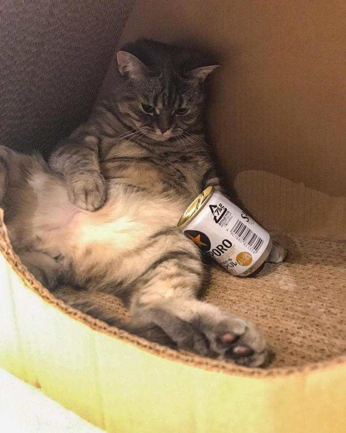 Fat Dad Cat Kept Eating More Than His Share, So His Owners Came Up With A Genius Solution Fat Dad Cat Kept Eating More Than His Share, So His Owners Came Up With A Genius Solution