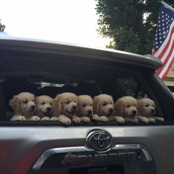 210 Times Golden Retriever Puppies Were The Purest Thing In The World