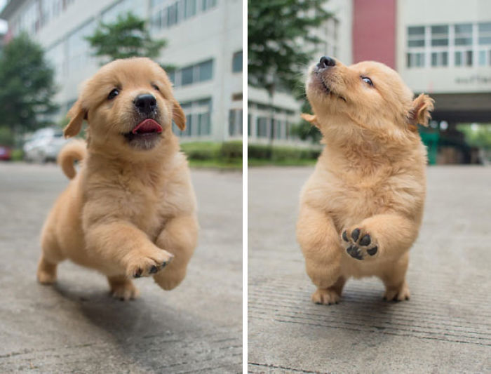 210 Times Golden Retriever Puppies Were The Purest Thing In The World