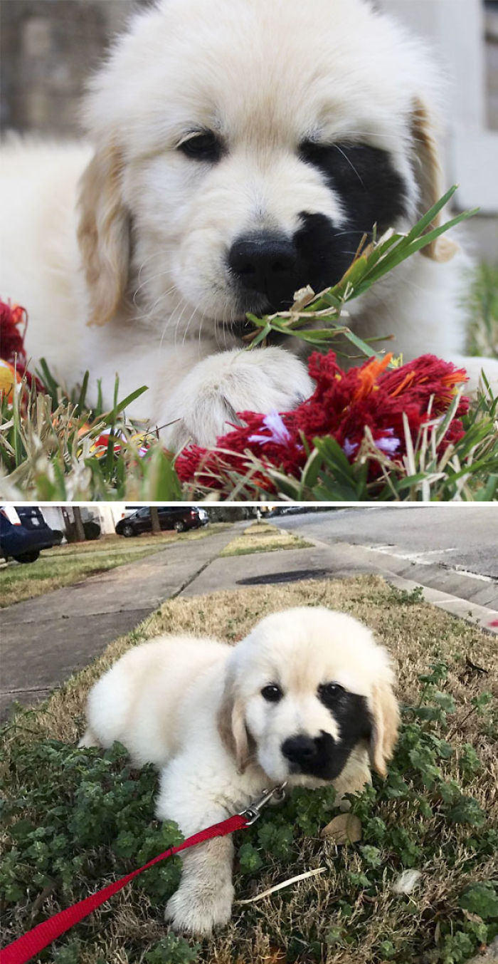 210 Times Golden Retriever Puppies Were The Purest Thing In The World
