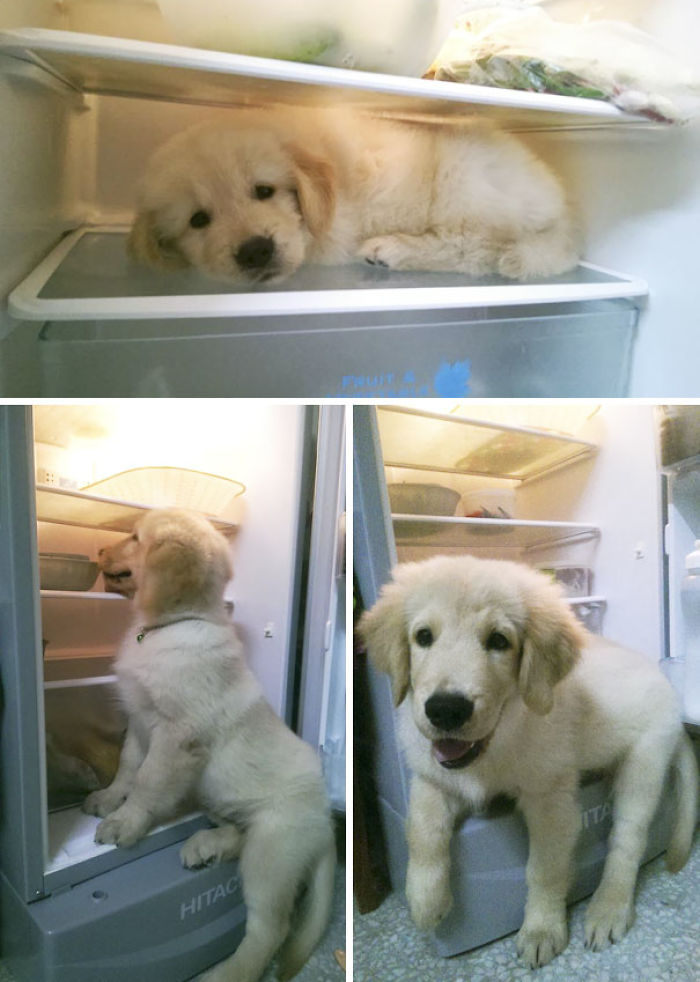 210 Times Golden Retriever Puppies Were The Purest Thing In The World
