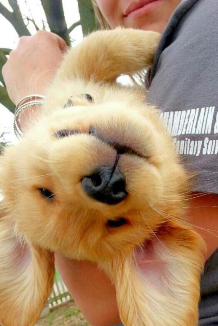 210 Times Golden Retriever Puppies Were The Purest Thing In The World