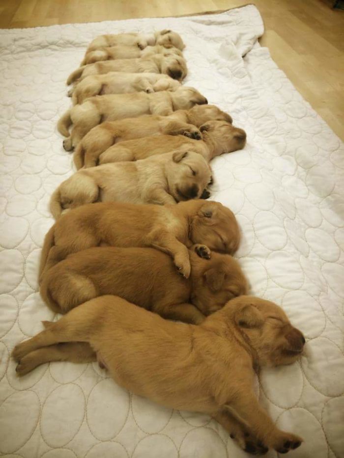 210 Times Golden Retriever Puppies Were The Purest Thing In The World