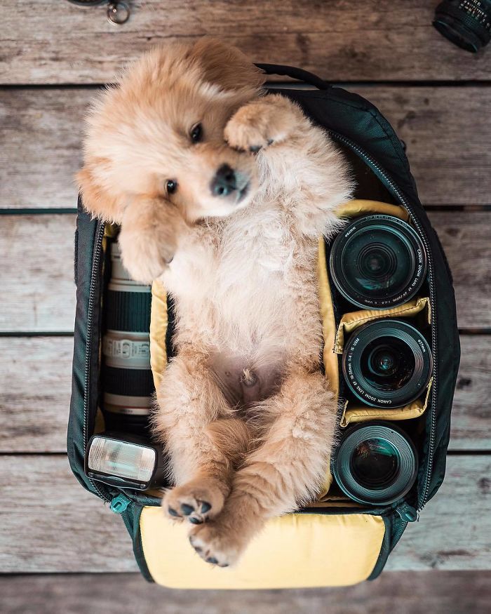 210 Times Golden Retriever Puppies Were The Purest Thing In The World