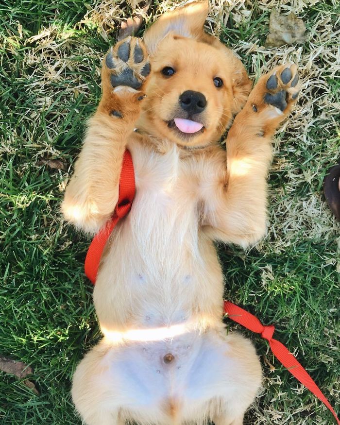 210 Times Golden Retriever Puppies Were The Purest Thing In The World