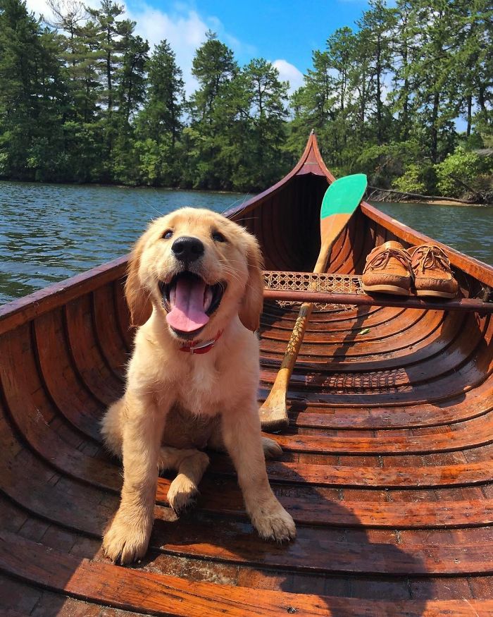 210 Times Golden Retriever Puppies Were The Purest Thing In The World