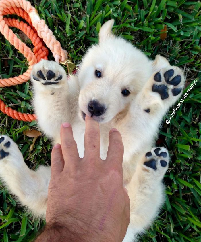 210 Times Golden Retriever Puppies Were The Purest Thing In The World